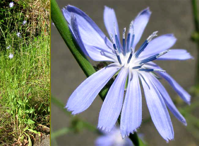 Chicory, CICHORIUM INTYBUS