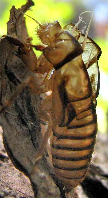 cicada exoskeleton