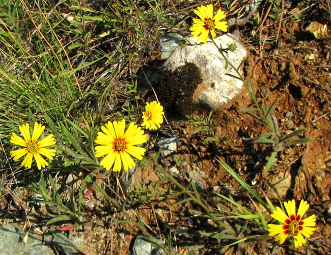 Tarweeds, or Common or Wild Madia, MADIA ELEGANS