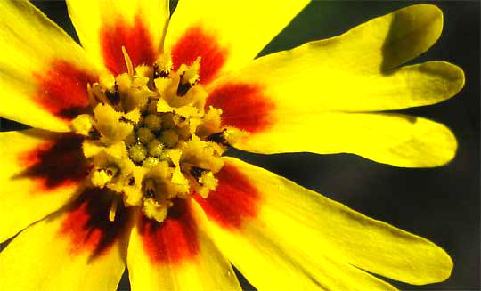 Tarweed, or Common or Wild Madia, MADIA ELEGANS