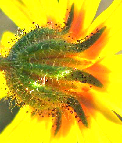 glandular hairs on Tarweed, or Common or Wild Madia, MADIA ELEGANS