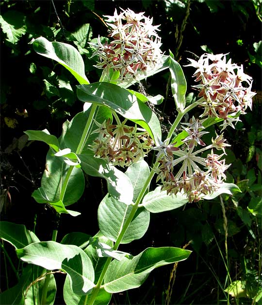 Showy Milkweed, ASCLEPIAS SPECIOSA