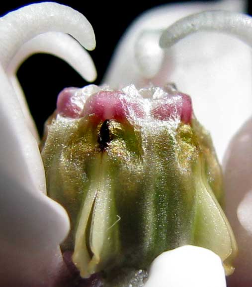 flower of Showy Milkweed, ASCLEPIAS SPECIOSA