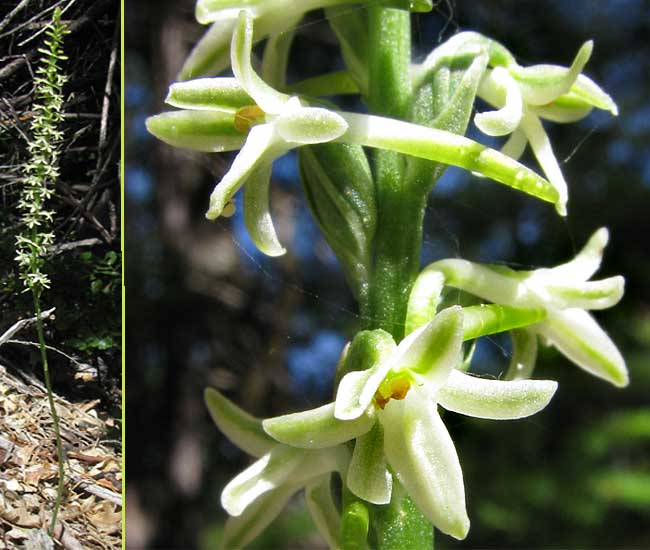 Royal Rein or Flat-Spurred Orchid -- PIPERIA TRANSVERSA