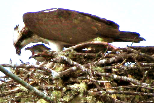 Osprey feeding nestling, PANDION HALIAETUS