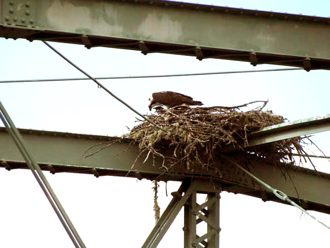 nest of Osprey, PANDION HALIAETUS