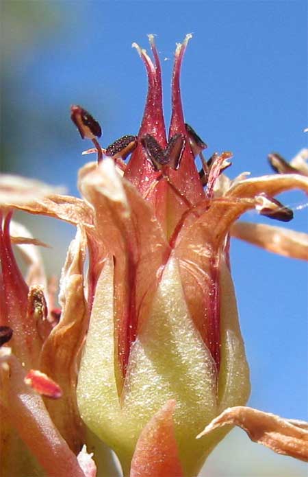 flower of Roseflower Stonecrop, SEDUM LAXUM var LAXUM