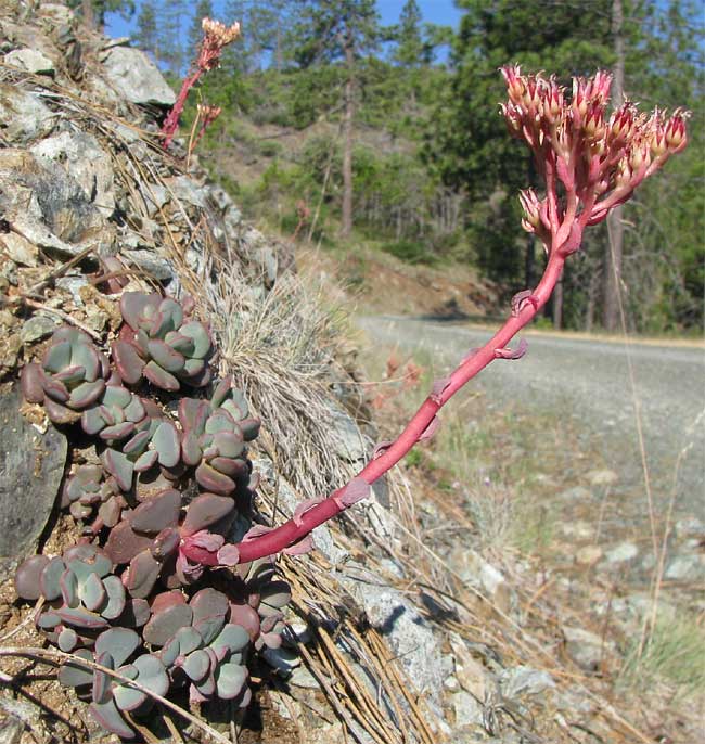 Roseflower Stonecrop, SEDUM LAXUM var LAXUM