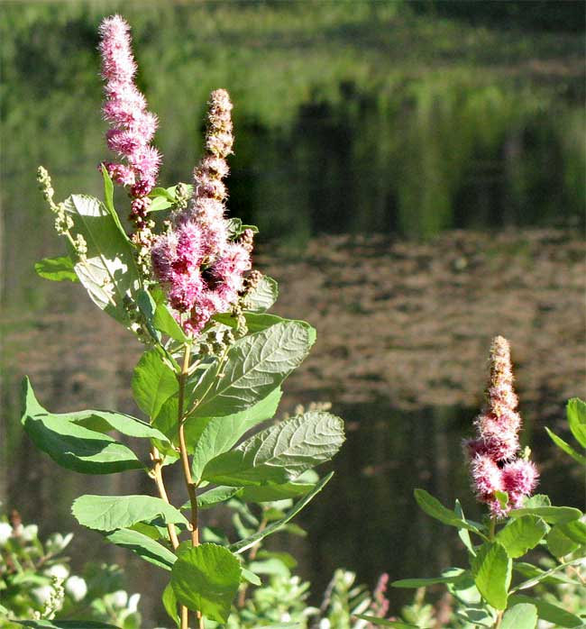 Hardhack Steeplebush, Hardhack, Spiraea, Douglas' Meadowsweet -- SPIRAEA DOUGLASII