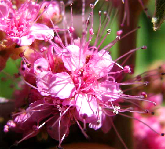 Hardhack Steeplebush, Hardhack, Spiraea, Douglas' Meadowsweet -- SPIRAEA DOUGLASII