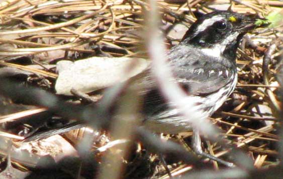 Black-throated Gray Warbler, DENDROICA NIGRESCENS