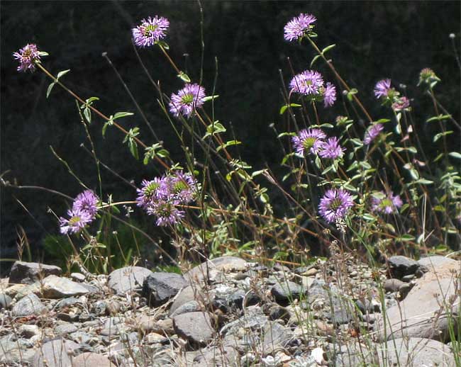 Coyote Mint, MONARDILLA SHELTONII