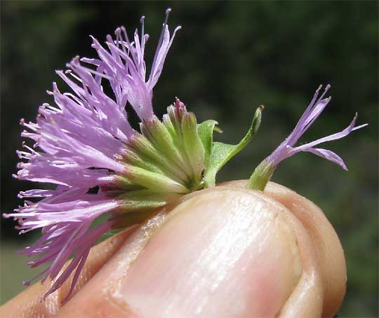 Coyote Mint, MONARDILLA SHELTONII