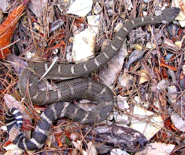 Western Rattlesnake, CROTALUS OREGANUS