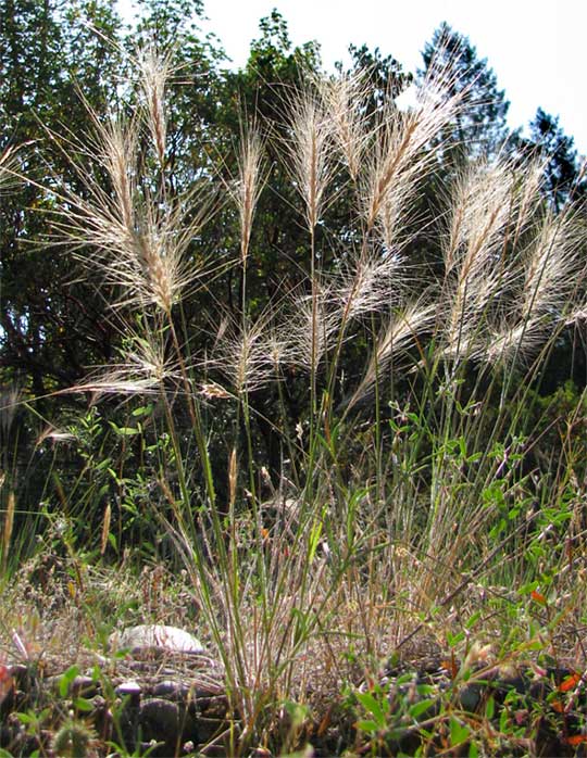 Big Squirreltail grass, ELYMUS MULTISETUS