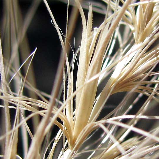 Big Squirreltail grass, ELYMUS MULTISETUS, flowers