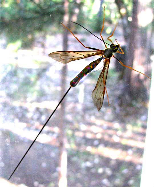 GIANT ICHNEUMON