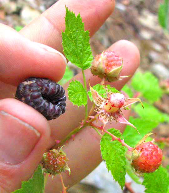 Blackcap Raspberry, RUBUS LEUCODERMIS