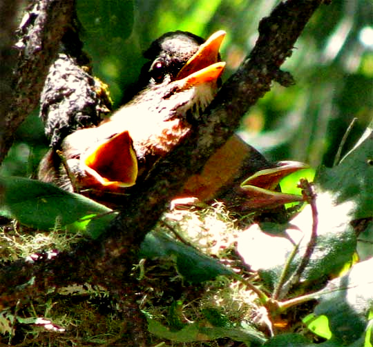 open mouths of American Robins, Turdus migratorius