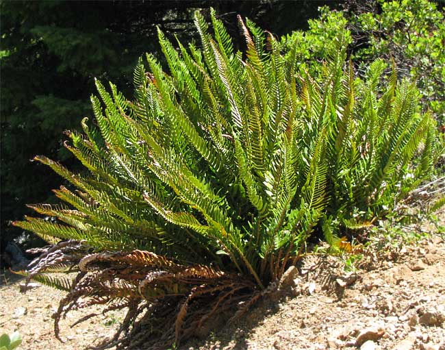 Narrowleaf or Cliff Swordfern, POLYSTICHUM IMBRICANS