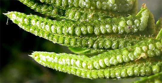 sori and indusia of Narrowleaf or Cliff Swordfern, POLYSTICHUM IMBRICANS