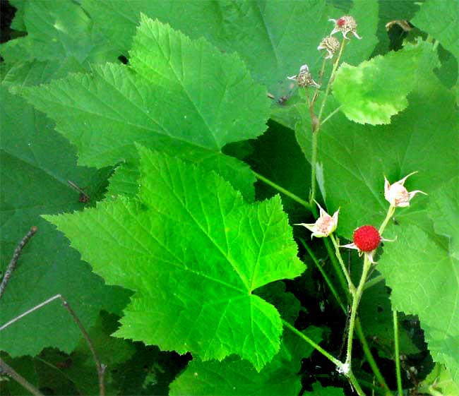 Thimbleberry, RUBUS PARVIFLORUS