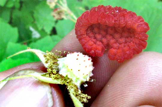 fruit of Thimbleberry, RUBUS PARVIFLORUS