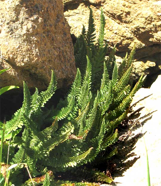 Shasta Fern, or Lemmon's Holly Fern, POLYSTICHUM LEMMONII