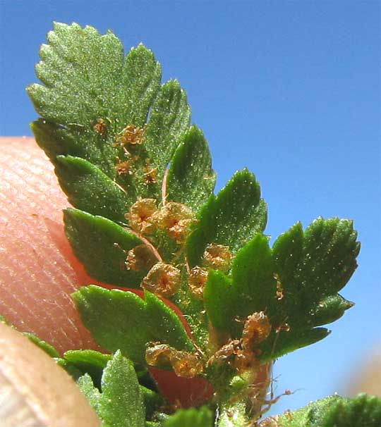 sori of Shasta Fern, or Lemmon's Holly Fern, POLYSTICHUM LEMMONII