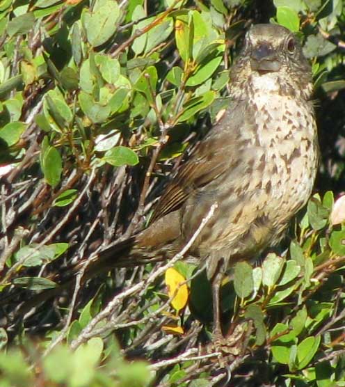 Fox Sparrow, 