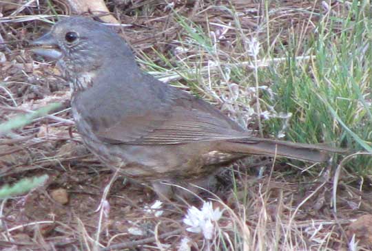 Fox Sparrow, 