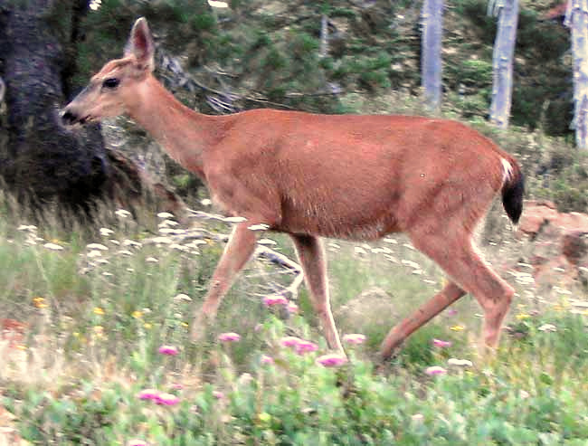 Columbian Black-tailed Deer, ODOCOILEUS HEMIONUS ssp. COLUMBIANUS