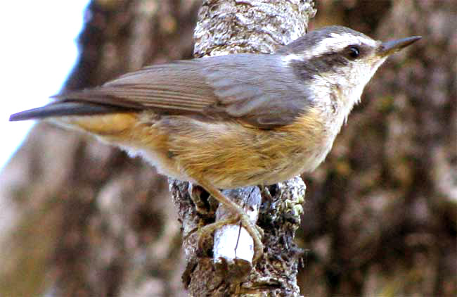 Red-breasted Nuthatch, SITTA CANADENSIS