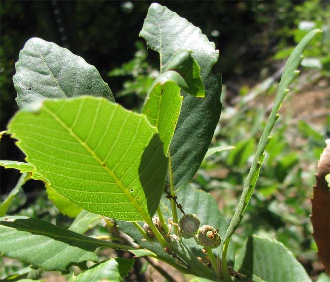 Sadler Oak, QUERCUS SADLERIANA