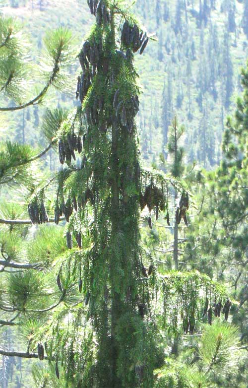 Brewer or Weeping Spruce, PICEA BREWERIANA