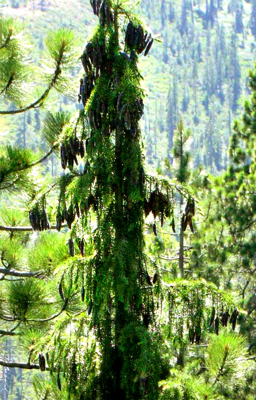 Brewer or Weeping Spruce, PICEA BREWERIANA