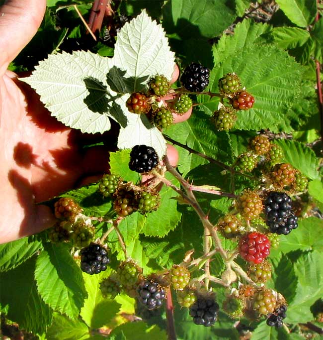 Himalayan Blackberry, RUBUS ARMENIACUS