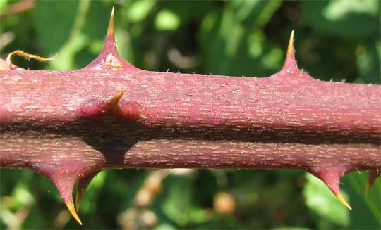 Himalayan Blackberry, RUBUS ARMENIACUS, stem