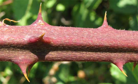 Himalayan Blackberry, RUBUS ARMENIACUS, stem