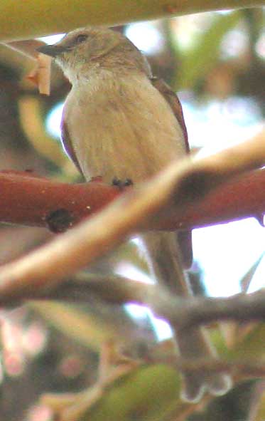 Bushtit, PSALTRIPARUS MINIMUS