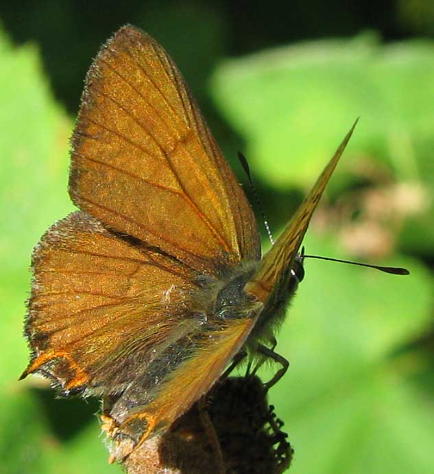 Tailed Copper, LYCAENA AROTA