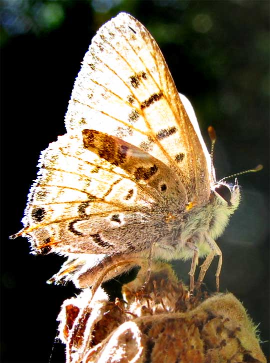 Tailed Copper, LYCAENA AROTA