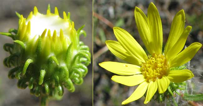 GRINDELIA SQUARROSA, Gumweed, flowers with latex