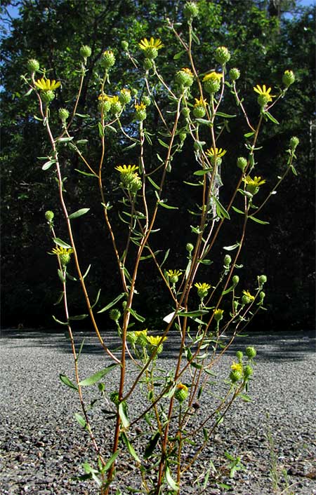 Gumweed, GRINDELIA SQUARROSA