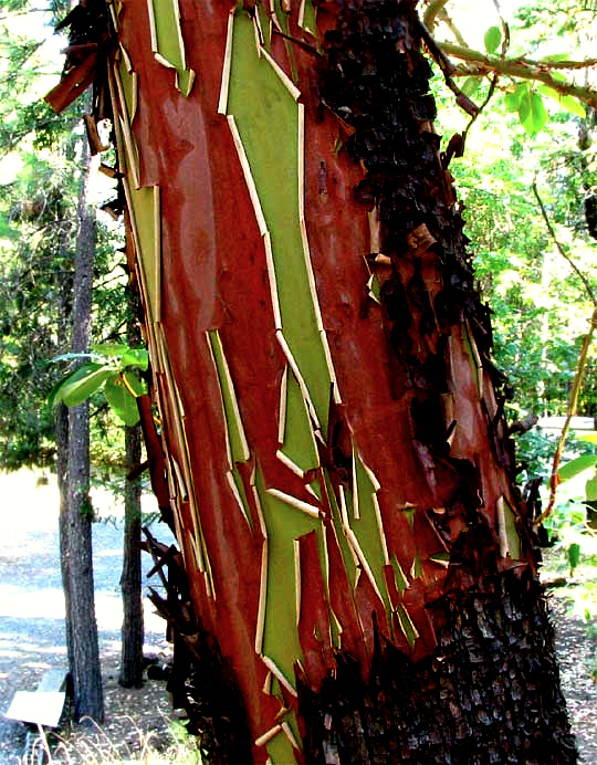 EXFOLIATING PACIFIC MADRONE TRUNK, Arbutus menziesii,