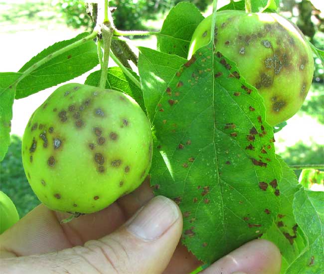 Apple Scab Disease