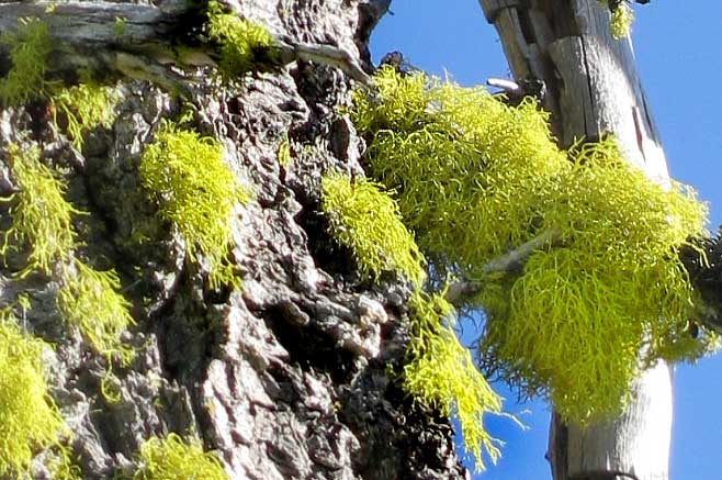 Wolf Moss, LETHARIA VULPINA