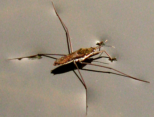 Water Strider