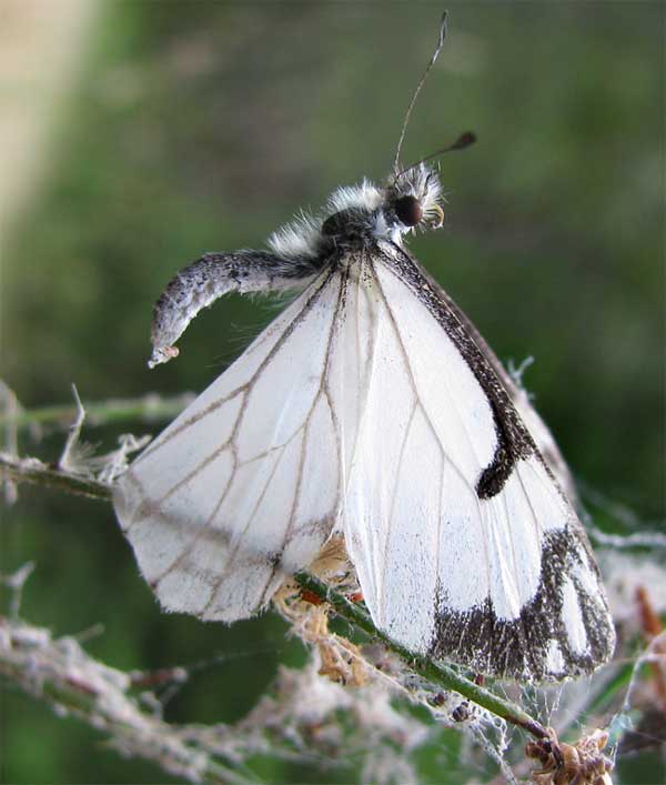 Pine White, NEOPHASIA MENAPIA