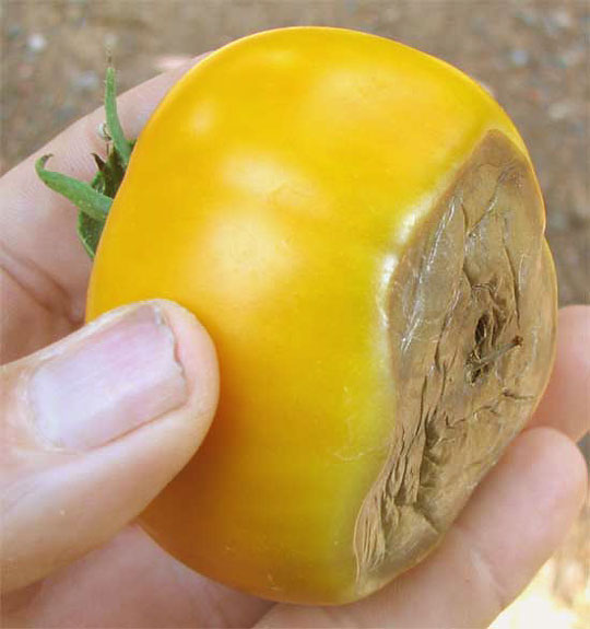 BLOSSOM END ROT IN TOMATO